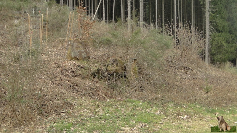 Ritterstein Nr. 200-7 Ruine Gruenbacher-Hof.JPG - Ritterstein Nr.200 Ruine Gruenbacher-Hof